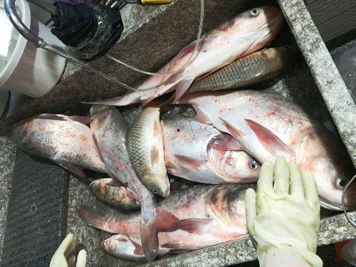 娱乐吃瓜酱钓鱼,揭秘钓鱼圈的那些事儿